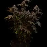 Lemon Cherry Runtz - Fast Buds