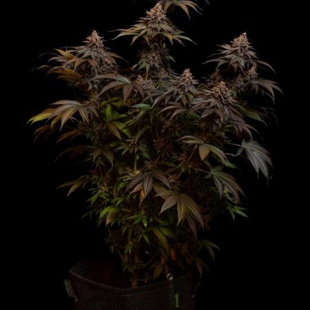 Lemon Cherry Runtz - Fast Buds