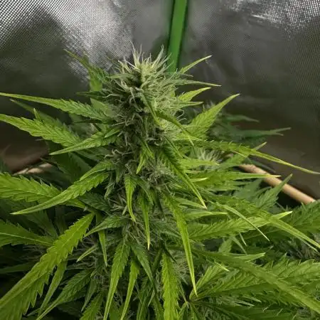 Blue Dream Auto - Spliff Seeds