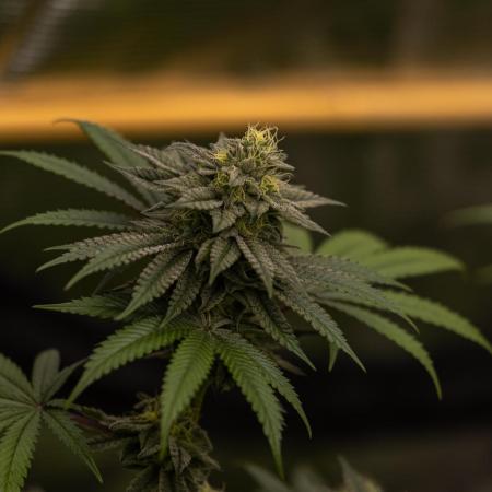 Rainbow Road - Paradise Seeds