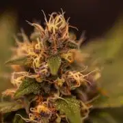 Guava Sundae Auto