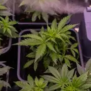 Mega Power Plant Auto - Spliff Seeds