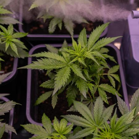 Mega Power Plant Auto - Spliff Seeds