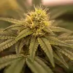 Spliff Seeds - AK