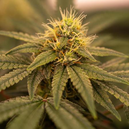 Spliff Seeds - AK