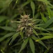 Dutch Auto - Spliff Seeds