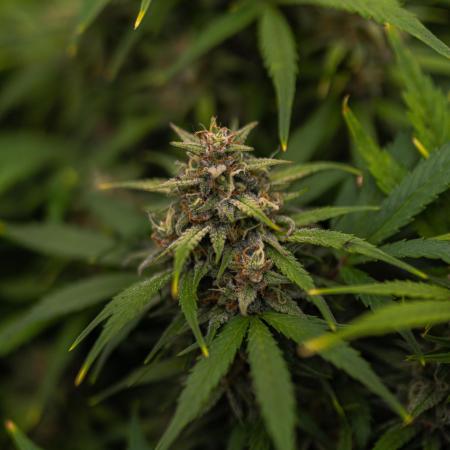 Dutch Auto - Spliff Seeds