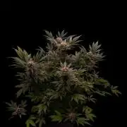 Paradise Seeds - Opium