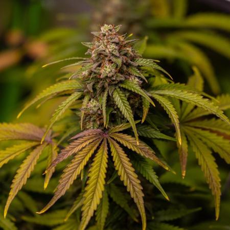 Neville’s Haze Auto