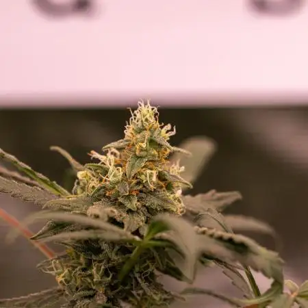 Spliff Seeds - Gelato