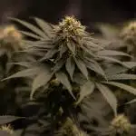 Bubblegun - Spliff Seeds