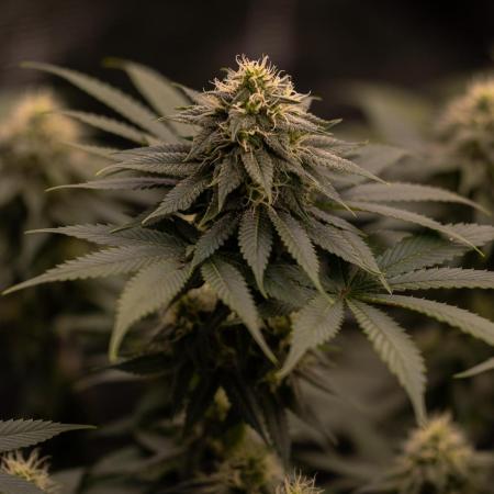 Bubblegun - Spliff Seeds