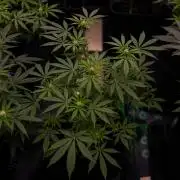 Amnesia - Paradise Seeds