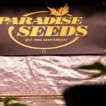 Paradise Seeds - L.A. Amnesia