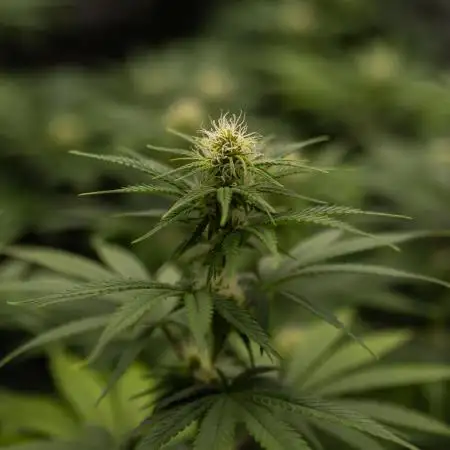 Zkittlez - Spliff Seeds