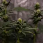 Papayton - FastBuds