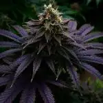 Spliff Seeds - Snow White #2
