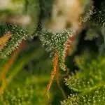 Spliff Seeds - Blue Berry