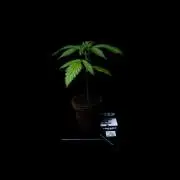 Mendo Frost Auto - Fastbuds