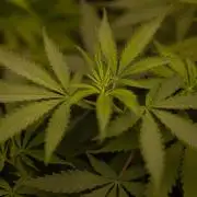 Purple Berry Kush - Spliff Seeds