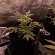 Banana Purple Auto - Paradise Seeds