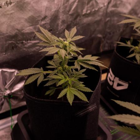 Banana Purple Auto - Paradise Seeds