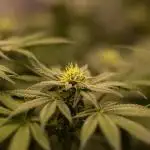 Paradise Seeds - Purple Mints
