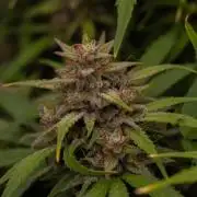 Dutch Auto - Spliff Seeds