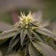 Z42 - FastBuds