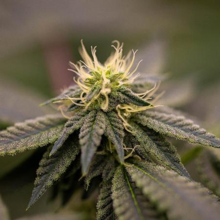 Z42 - FastBuds