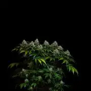 Super Skunk - Spliff Seeds