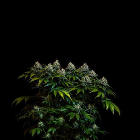 Super Skunk - Spliff Seeds