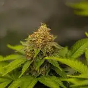 White Berry - Paradise Seeds