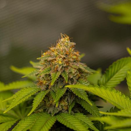 White Berry - Paradise Seeds