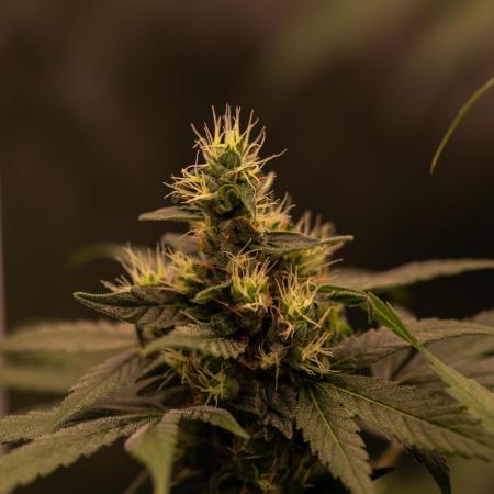 Spliff Seeds - Mint Runtz