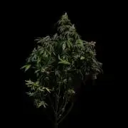 Paradise Seeds - Chem Cake