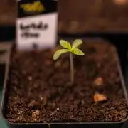 Tester# 604d x 1500 - Paradise Seeds