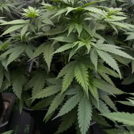 Mega Power Plant - Spliff Seeds
