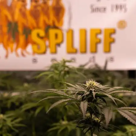 Spliff Seeds - CBD Medi Kush