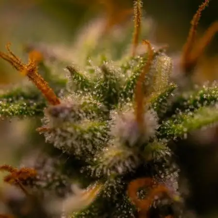 Mint Runtz Auto - Spliff Seeds