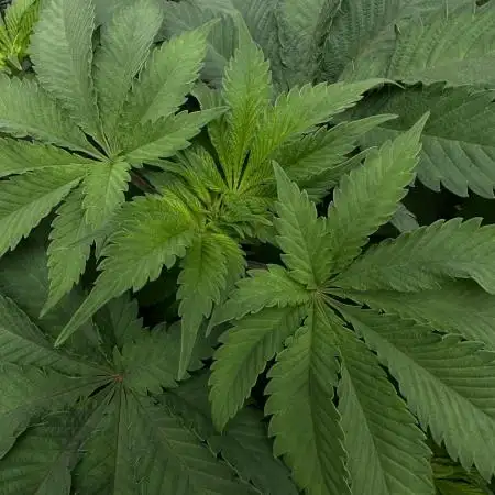 White Berry - Paradise Seeds