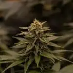Mega Power Plant - Spliff Seeds
