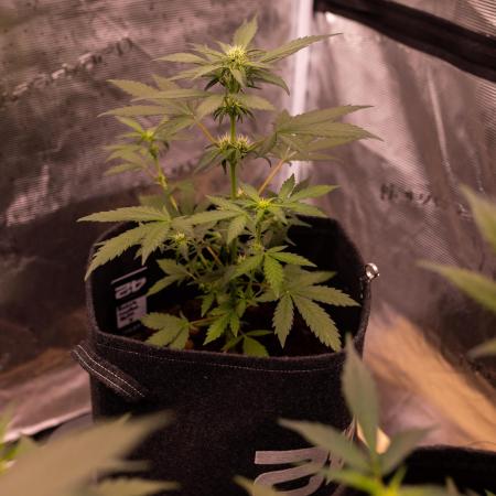Guava Sundae Auto