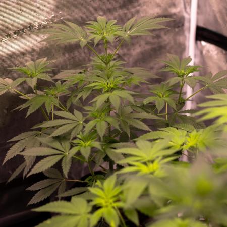 Fast Buds - Rainbow Melon
