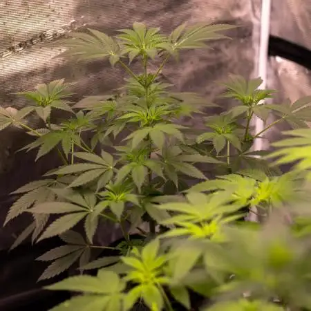 Fast Buds - Rainbow Melon
