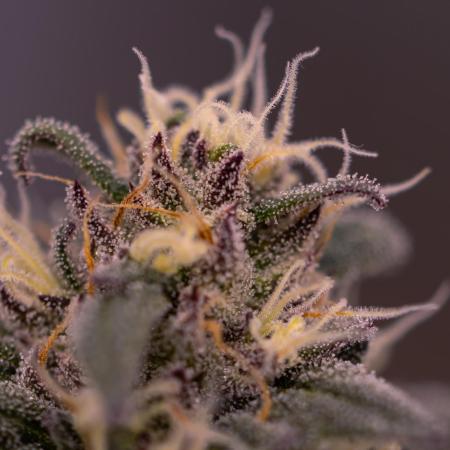 Lemon Cherry Runtz - Fast Buds