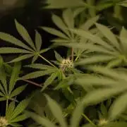 Blue Berry - Spliff Seeds