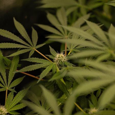 Blue Berry - Spliff Seeds