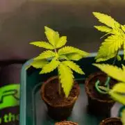 Spliffs Strawberry - Spliff Seeds