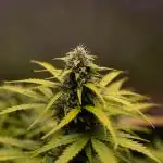 Neville’s Haze Auto